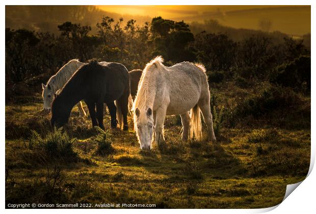 Wild Bodmin Moor Ponies grazing at the end of the  Print by Gordon Scammell