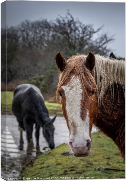 The wild Bodmin Moor ponies. Canvas Print by Gordon Scammell