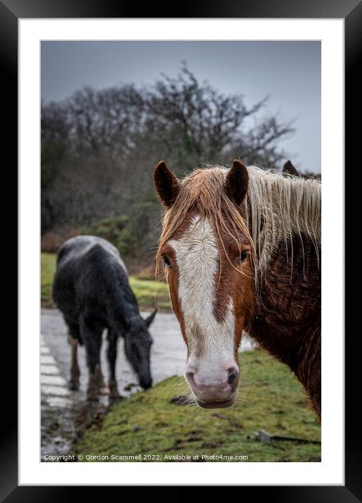 The wild Bodmin Moor ponies. Framed Mounted Print by Gordon Scammell