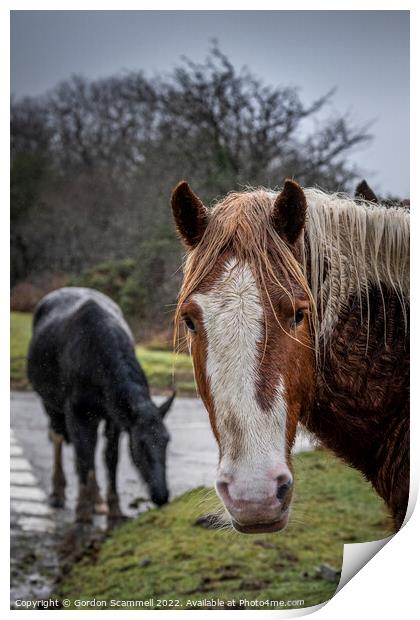 The wild Bodmin Moor ponies. Print by Gordon Scammell