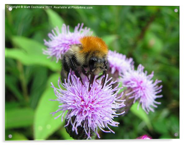 Bumble Bee Acrylic by Matt Cochrane