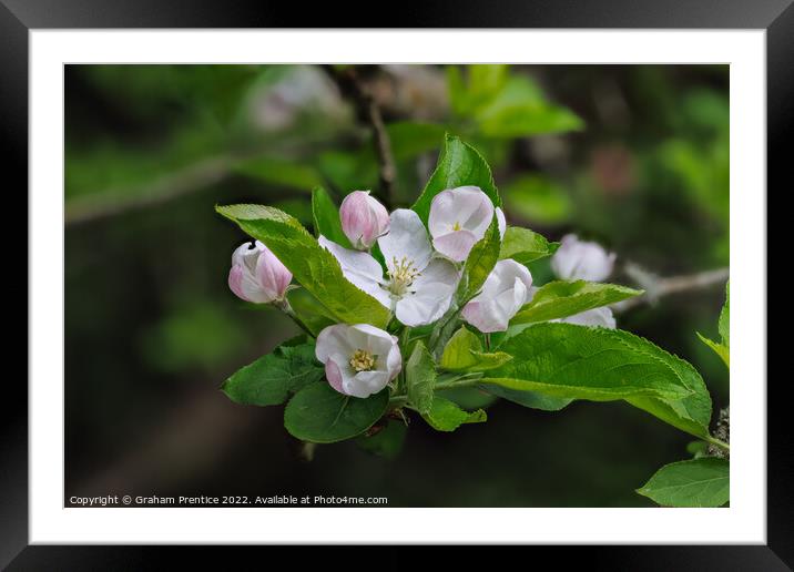 Apple Blossom Framed Mounted Print by Graham Prentice