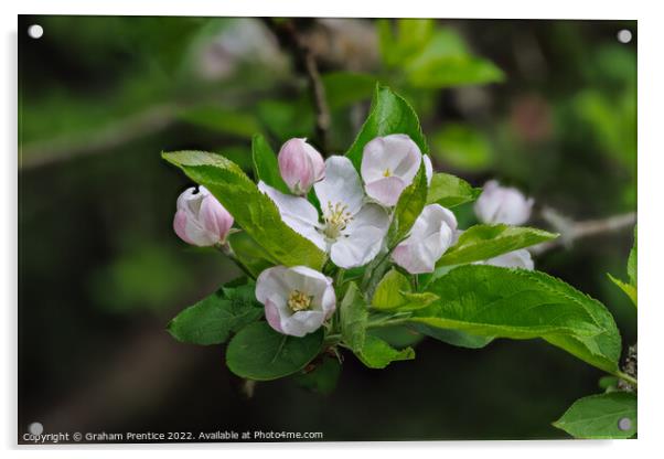 Apple Blossom Acrylic by Graham Prentice