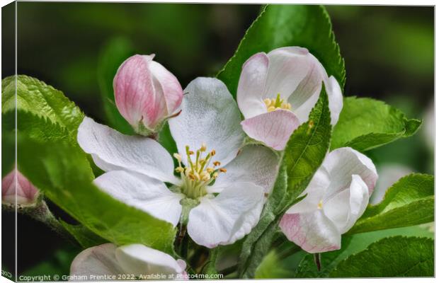 Apple Blossom Canvas Print by Graham Prentice