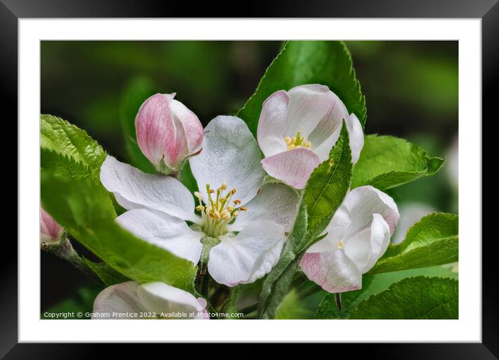 Apple Blossom Framed Mounted Print by Graham Prentice