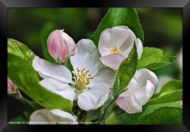 Apple Blossom Framed Print by Graham Prentice