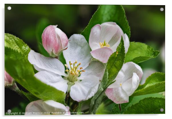 Apple Blossom Acrylic by Graham Prentice