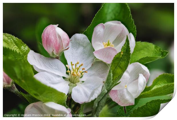 Apple Blossom Print by Graham Prentice