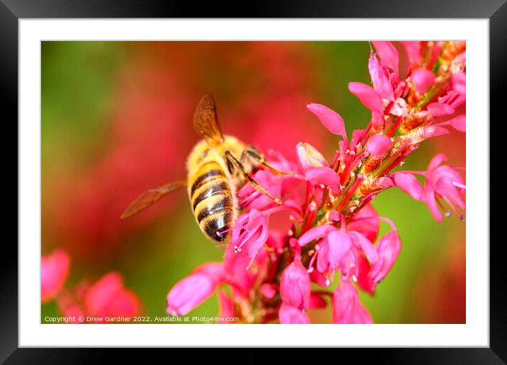 Honeybee Framed Mounted Print by Drew Gardner