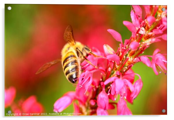Honeybee Acrylic by Drew Gardner
