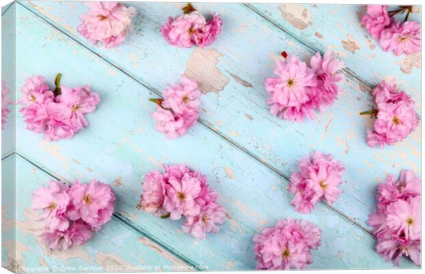 Spring Blossom Canvas Print by Drew Gardner