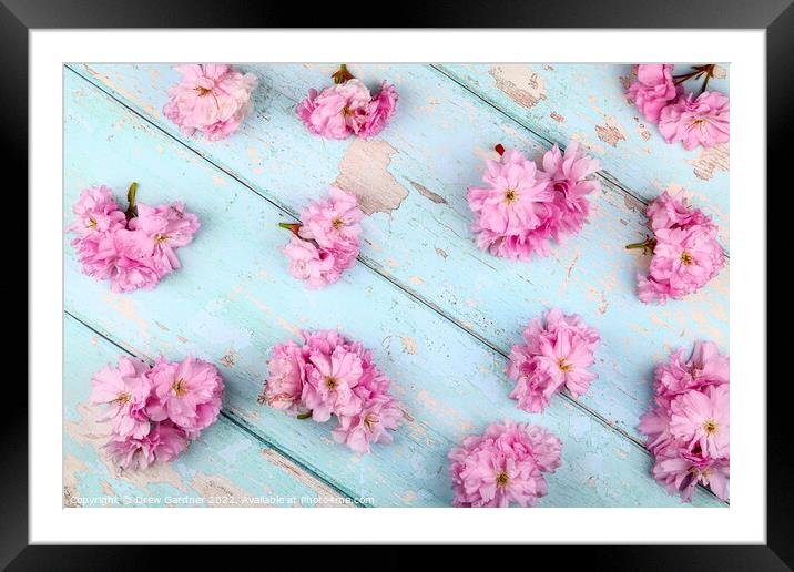 Spring Blossom Framed Mounted Print by Drew Gardner