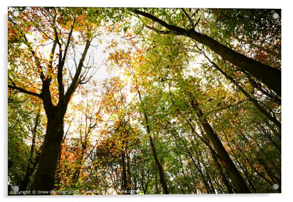 Autumnal Forest Acrylic by Drew Gardner
