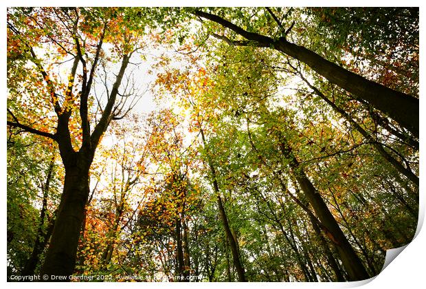 Autumnal Forest Print by Drew Gardner