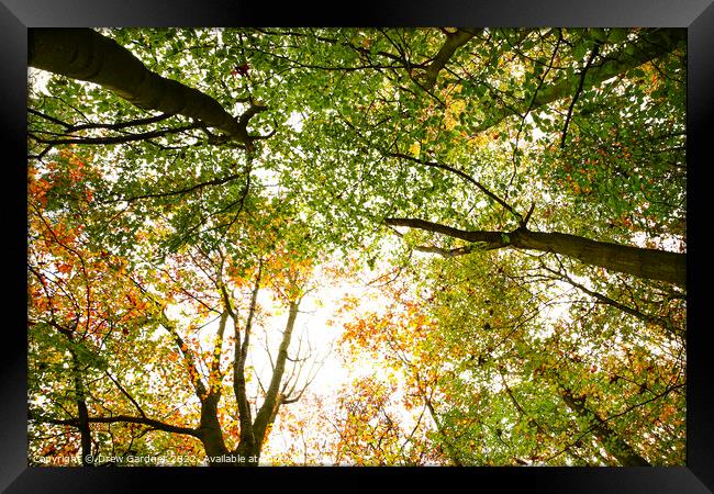 Autumnal Trees Framed Print by Drew Gardner