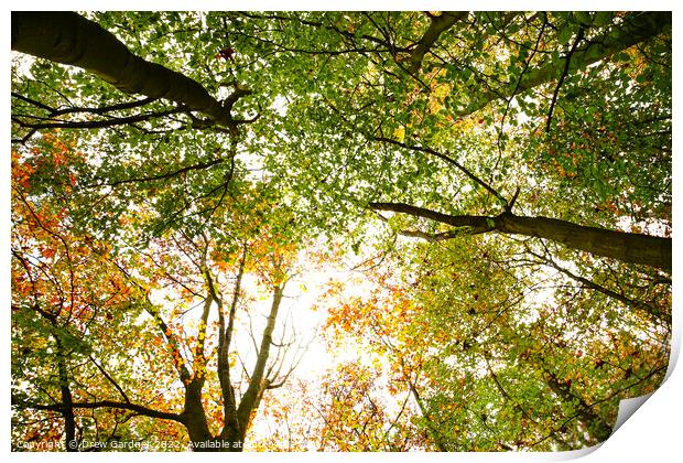 Autumnal Trees Print by Drew Gardner