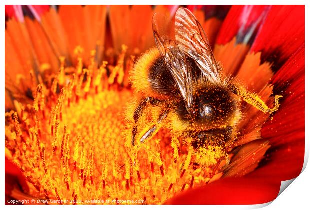 Pollinating Bee Print by Drew Gardner
