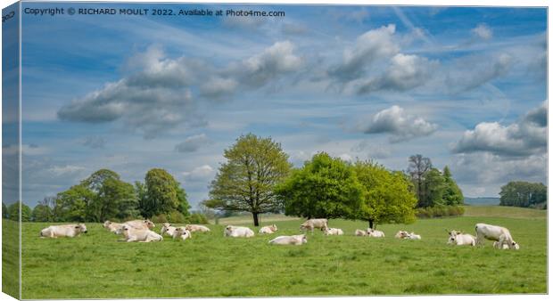 White Park Cattle at Dinefwr Park near Llandeilo Canvas Print by RICHARD MOULT