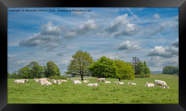 White Park Cattle at Dinefwr Park near Llandeilo Framed Print by RICHARD MOULT