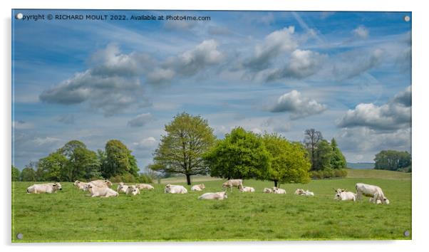 White Park Cattle at Dinefwr Park near Llandeilo Acrylic by RICHARD MOULT