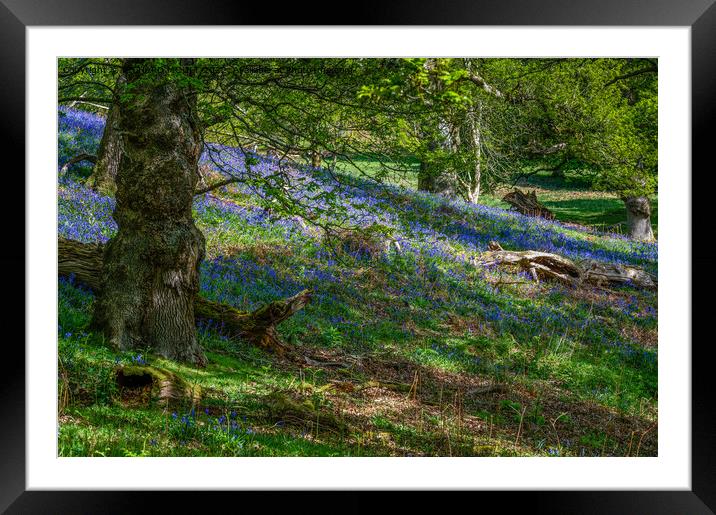Bluebell Wood Framed Mounted Print by RICHARD MOULT