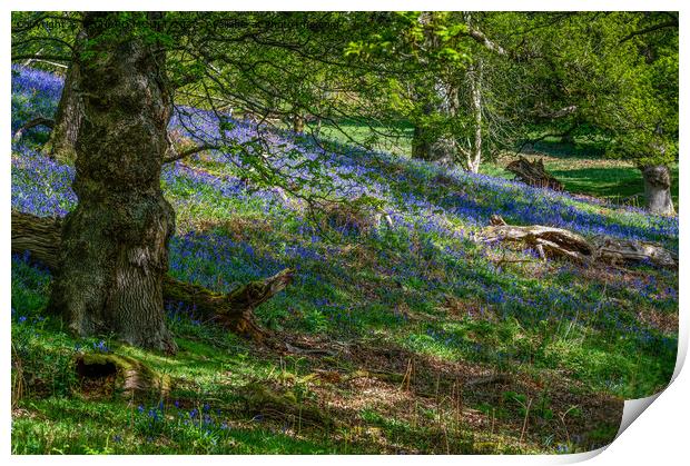 Bluebell Wood Print by RICHARD MOULT
