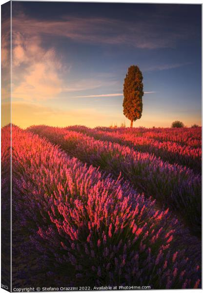 Lavender fields and cypress tree at sunset. Tuscany Canvas Print by Stefano Orazzini