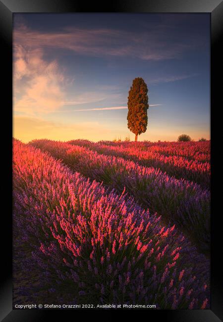 Lavender fields and cypress tree at sunset. Tuscany Framed Print by Stefano Orazzini