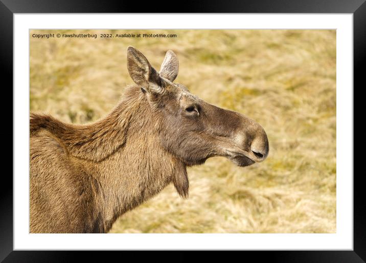 European Moose Framed Mounted Print by rawshutterbug 