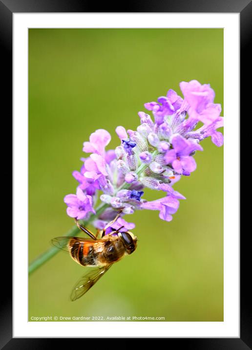 Pollinating Bee Framed Mounted Print by Drew Gardner