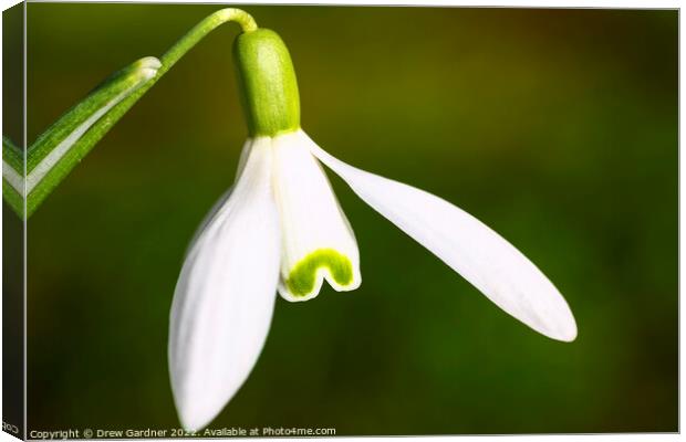 Snowdrop Canvas Print by Drew Gardner