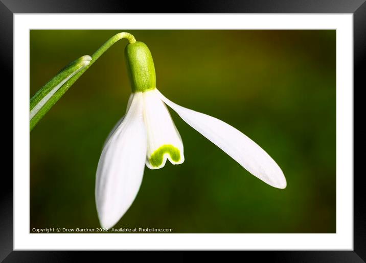 Snowdrop Framed Mounted Print by Drew Gardner