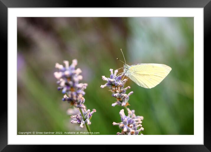 Summer Butterfly Framed Mounted Print by Drew Gardner