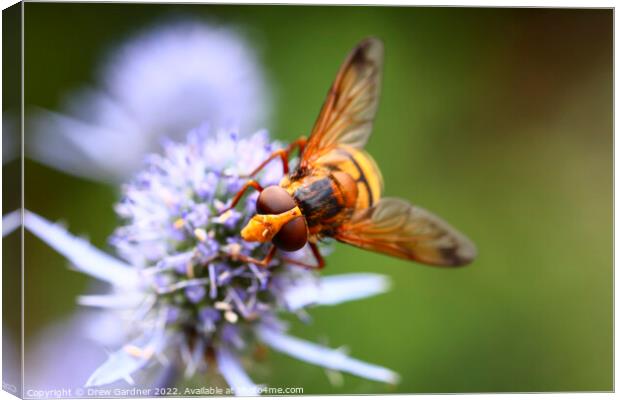 Pollinating Hoverfly Canvas Print by Drew Gardner