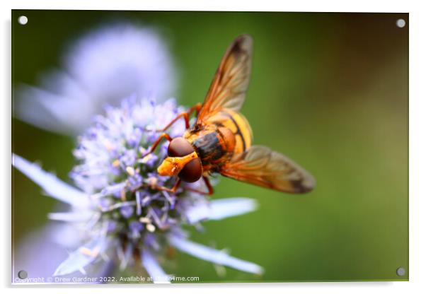Pollinating Hoverfly Acrylic by Drew Gardner