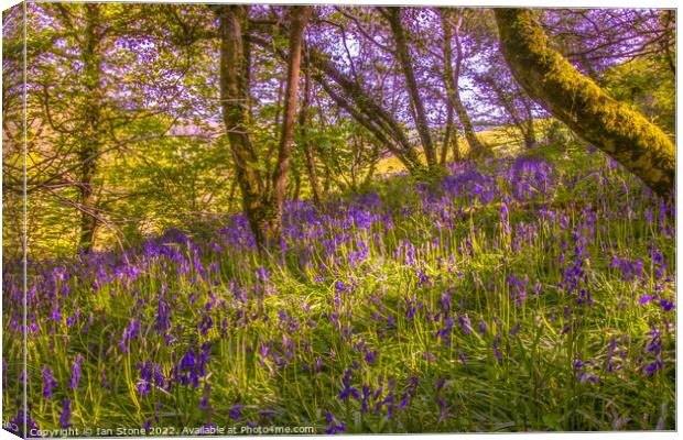 Bluebell woodland  Canvas Print by Ian Stone