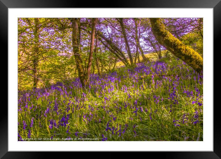 Bluebell woodland  Framed Mounted Print by Ian Stone