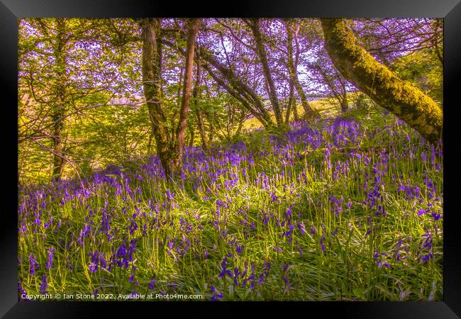Bluebell woodland  Framed Print by Ian Stone