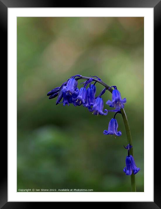 Common bluebell Framed Mounted Print by Ian Stone