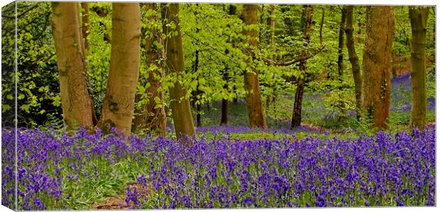 Panorama of Bluebell Wood Canvas Print by Martyn Arnold