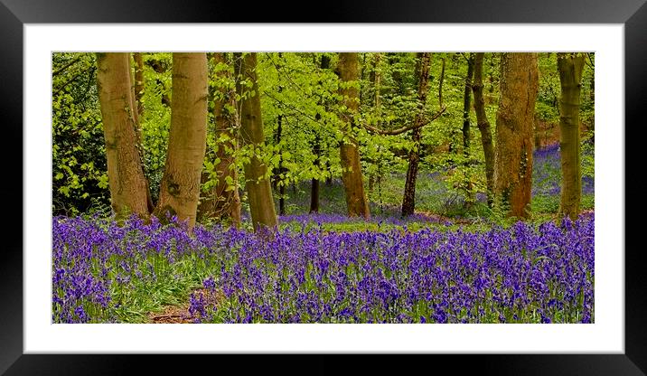 Panorama of Bluebell Wood Framed Mounted Print by Martyn Arnold