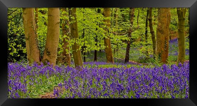 Panorama of Bluebell Wood Framed Print by Martyn Arnold