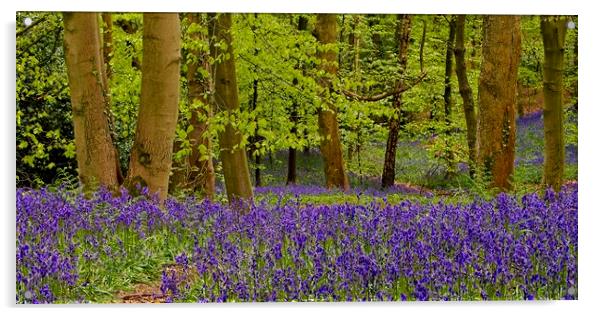 Panorama of Bluebell Wood Acrylic by Martyn Arnold