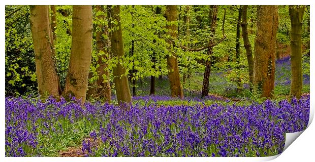 Panorama of Bluebell Wood Print by Martyn Arnold