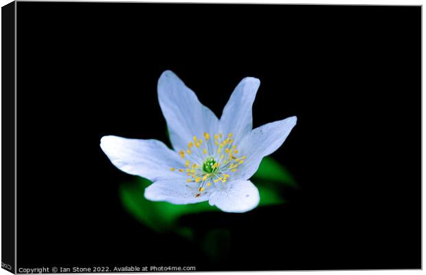 Enchanting Wood Anemone Blooms Canvas Print by Ian Stone