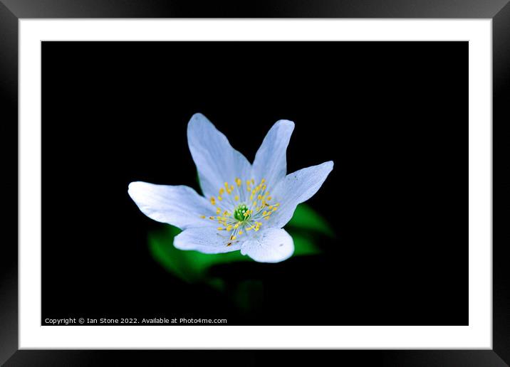 Enchanting Wood Anemone Blooms Framed Mounted Print by Ian Stone