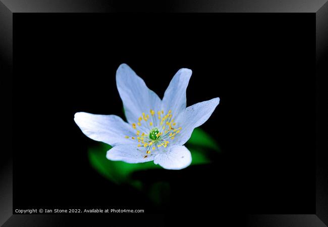 Enchanting Wood Anemone Blooms Framed Print by Ian Stone