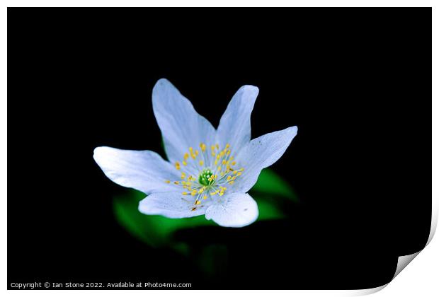 Enchanting Wood Anemone Blooms Print by Ian Stone