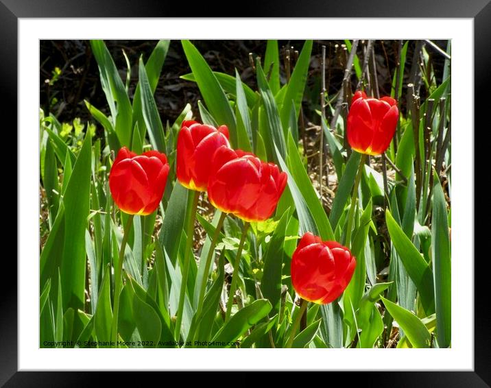 Red Tulips Framed Mounted Print by Stephanie Moore