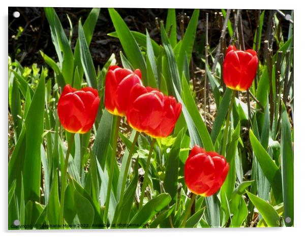 Red Tulips Acrylic by Stephanie Moore